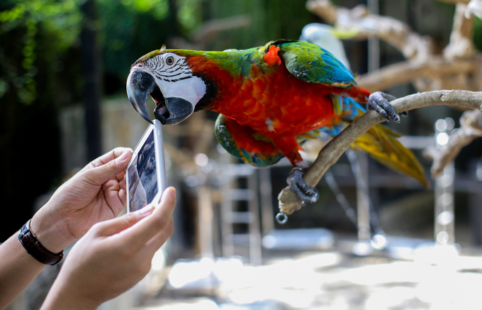 ä¸é¹¦é¹çåå¡å¨è¥¿è´¡